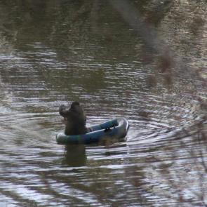 ���� ��������: 