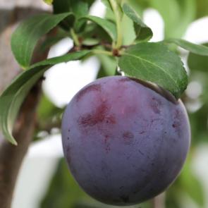 ���� ��������: �������