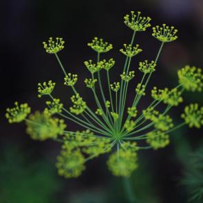 ���� ��������: �����