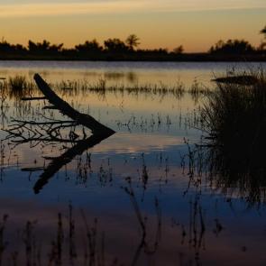 ����: ������