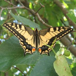 ���� ��������: ������