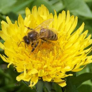 ����: �������