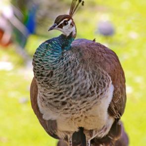 ����� � ������