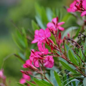 ����: �������. 