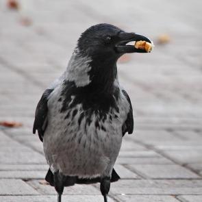 ����: � ��������. 