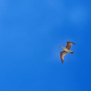 ����: ���� �����. 