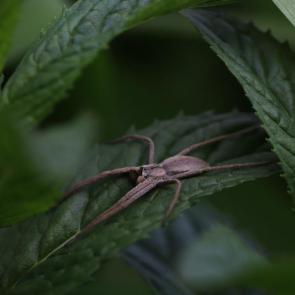 ���� ��������: ������� ������������ 