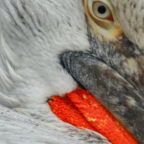 ���� ��������: 