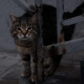 ����: ��������� �����