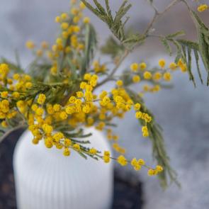 ���� ��������: 