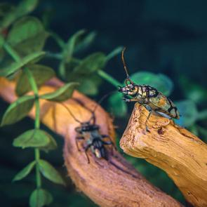 ���� ��������: �������