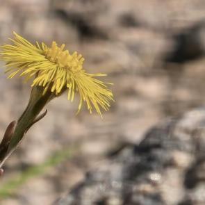 ���� ��������: ���������