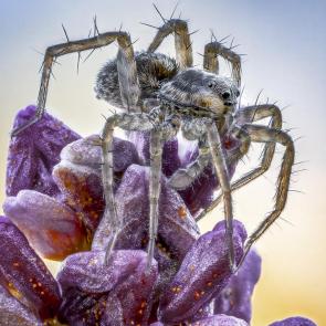 ����: ���� Pardosa sp.