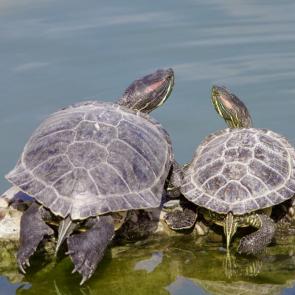 ����: ��� ������ ������