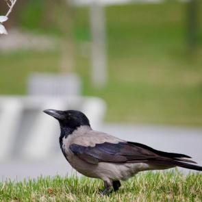 ����: ������