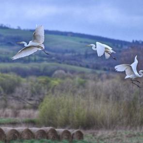 ����: ����� 