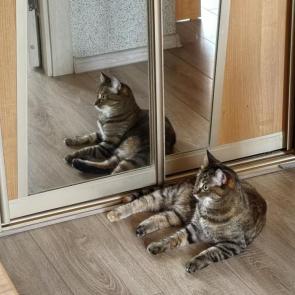 ����: ��������