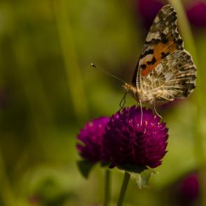 ����: ����� �����...