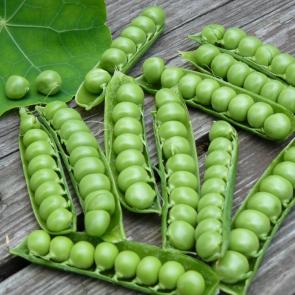 ���� ��������: 