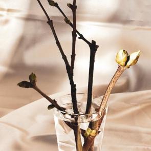 ���� ��������: 