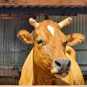 ����: ��������