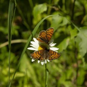 ����: ���� ���������� ������!