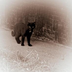 ����: ������