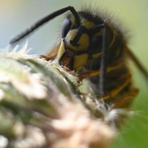 ���� ��������: 