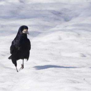 ���� ��������: 