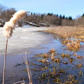 ����: ����������� 