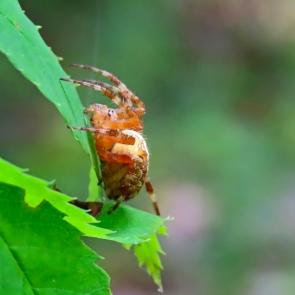 ����: ���� ���������