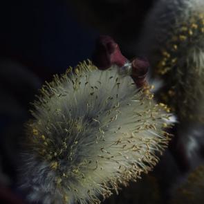 ���� ��������: 