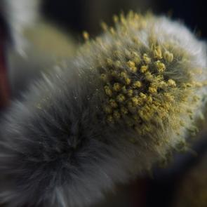 ���� ��������: 