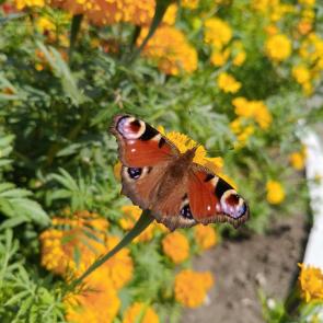 ����: ������� ����� ���� 