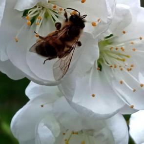 ����: ��������  ������ 