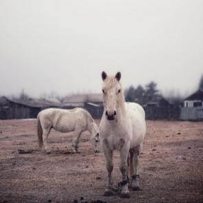 ����: ������