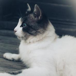 ����: �����