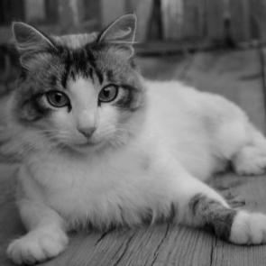 ����: �����