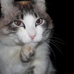 ����: �����