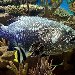 ����: ���������� ������