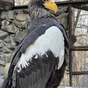 ����: ������