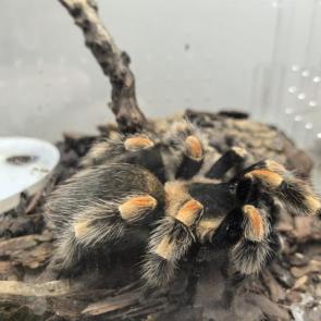 ����: ���� �������