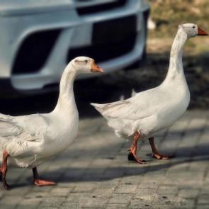 ����: ��� �� ���� ��� ���������?!)