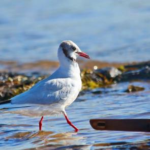 ����: ������� ��������. 