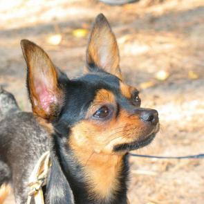 ����: �������� 