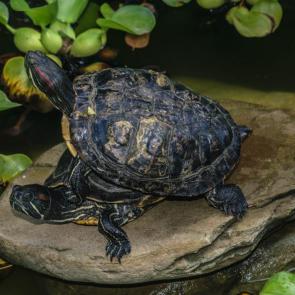 ����: ����� ������ � ���� ���� ������