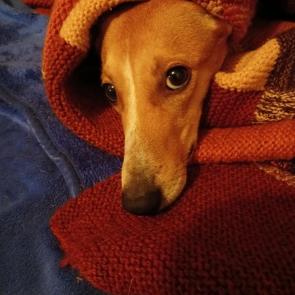 ����: ������