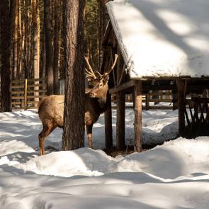 ����: �����