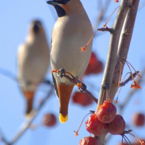 ����: ����������