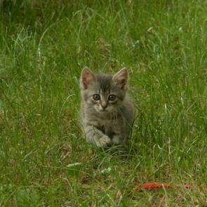 ����: ��������